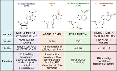 Programmable System of Cas13-Mediated RNA Modification and Its Biological and Biomedical Applications